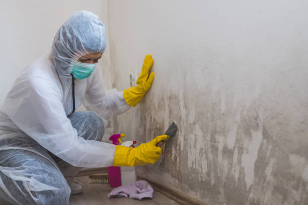 Best Mold Remediation for Specific Building Types in Seminole, OK