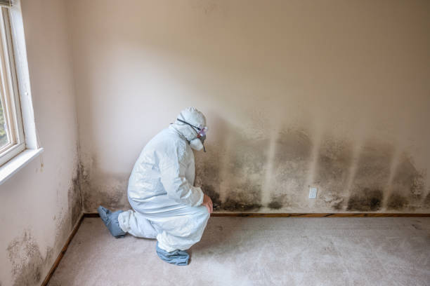 Best Insurance-Related Mold Remediation in Seminole, OK