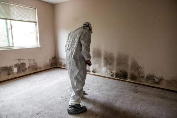 Best Residential Mold Remediation in Seminole, OK