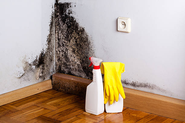 Best Bathroom Mold Remediation in Seminole, OK